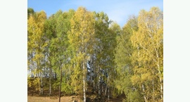 Туризм в Чарышском районе