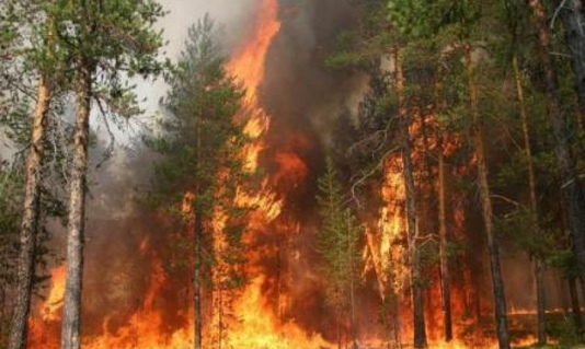 Лесной пожар - это страшно